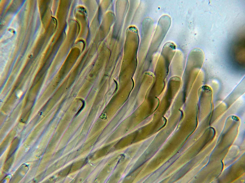 Adelphella babingtonii 11 - pelos-002